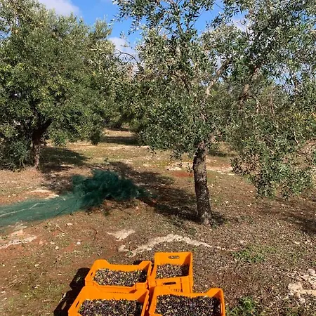 Trullo Palummieddu Ostuni